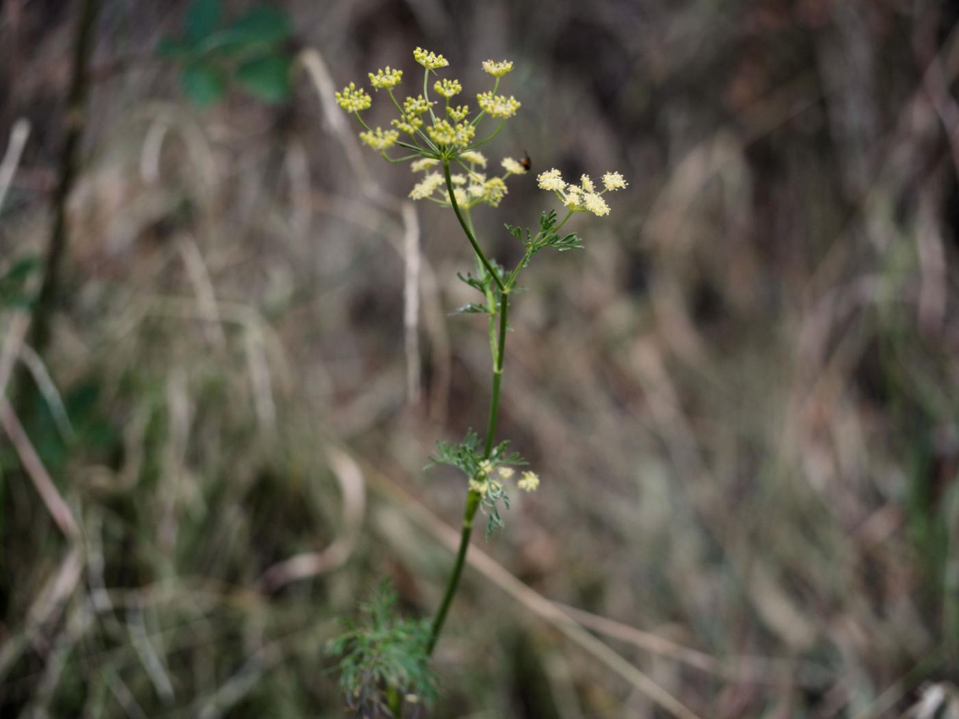 Seseli, [false masterwort] plant